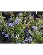 IMPERIAL BLUE PLUMBAGO PLANT, 3 GALLON
