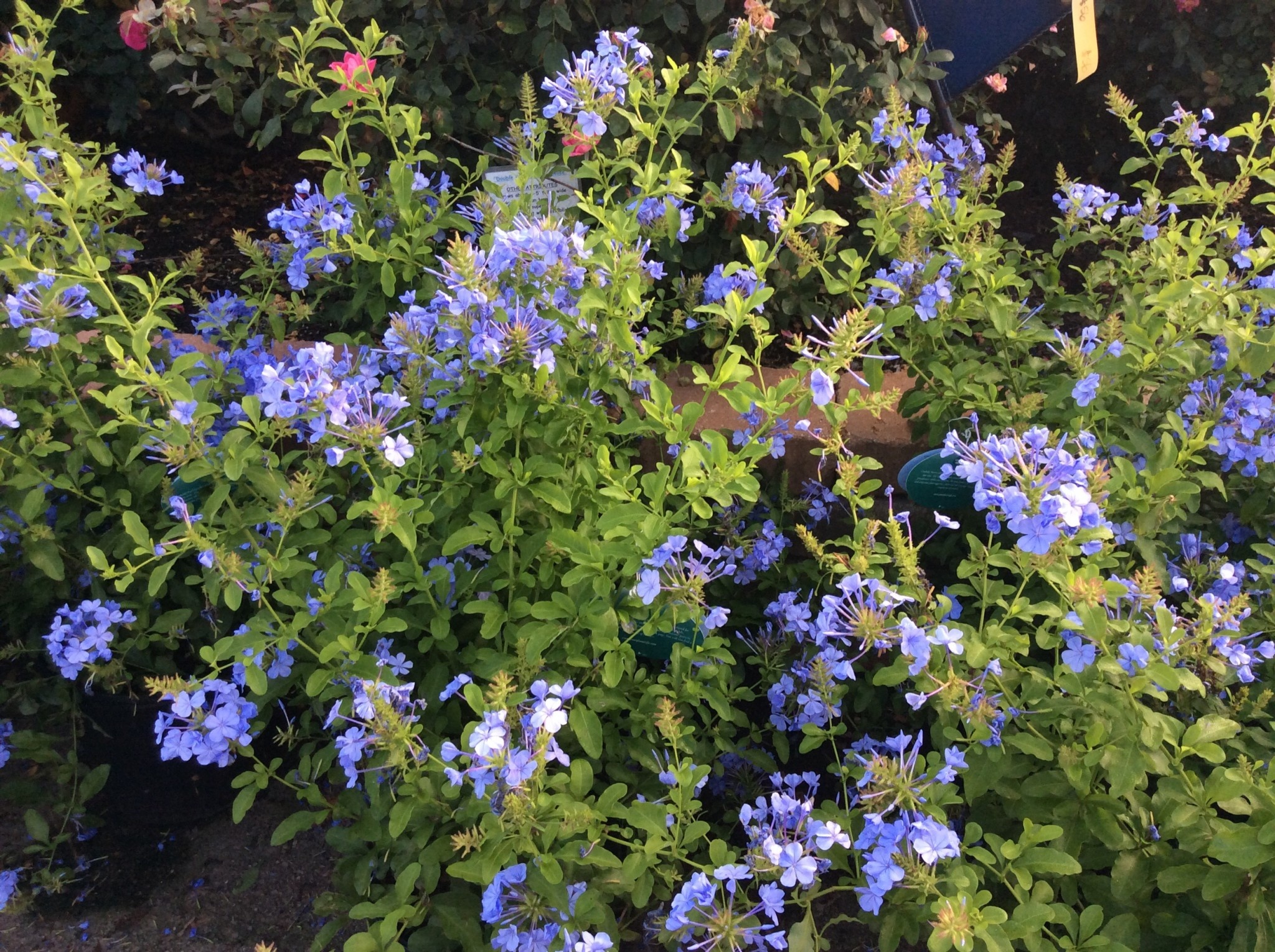 'Imperial Blue' Plumbago 3 Gallon - Mature Blue Flowering