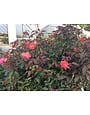 Cinco de Mayo Rose 3 Gallon - Rosa 'Cinco de Mayo'