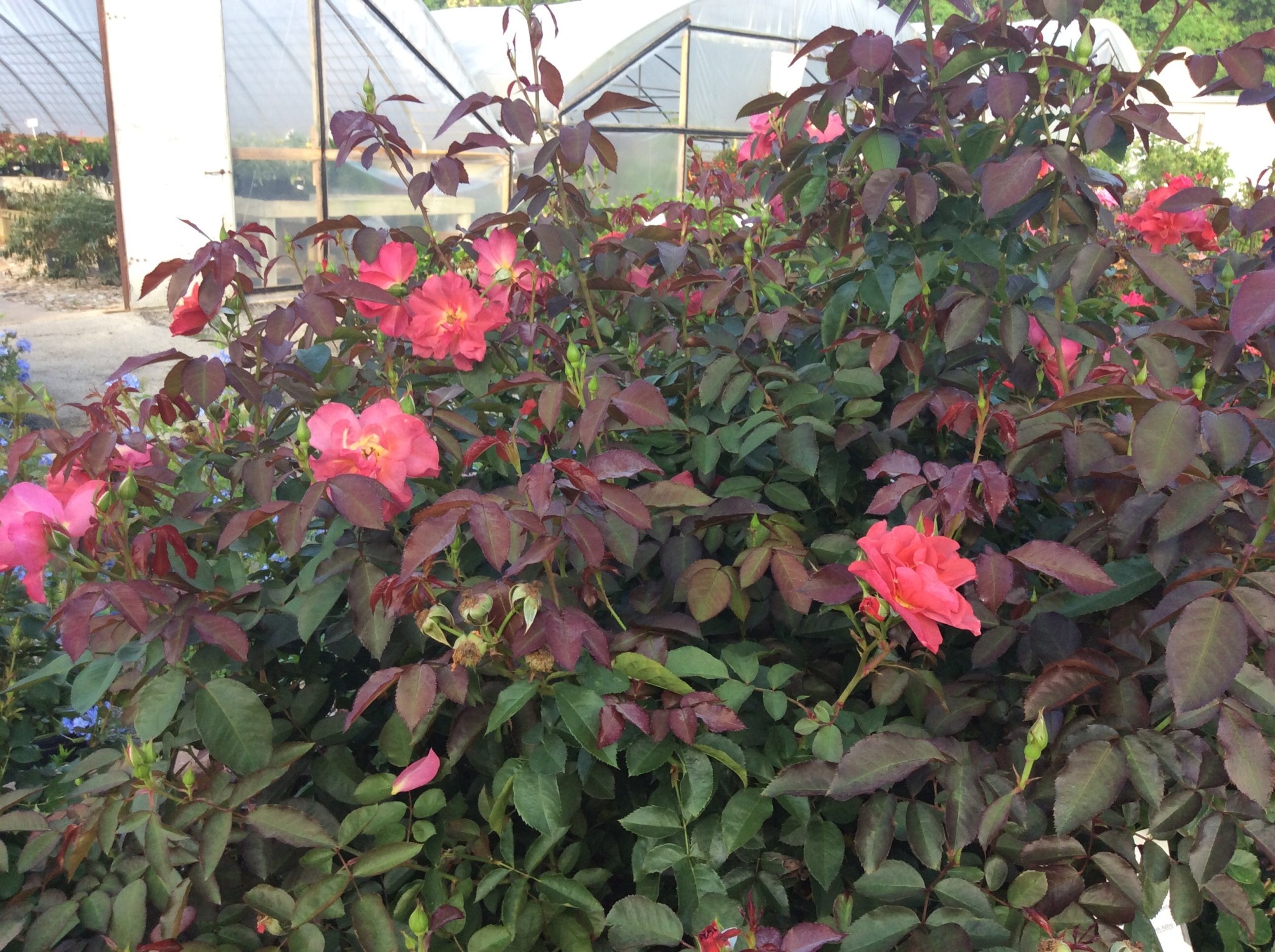 CINCO DE MAYO™ ROSE BUSH, 3 GALLON