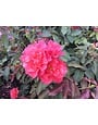 Cinco de Mayo Rose 3 Gallon - Rosa 'Cinco de Mayo'