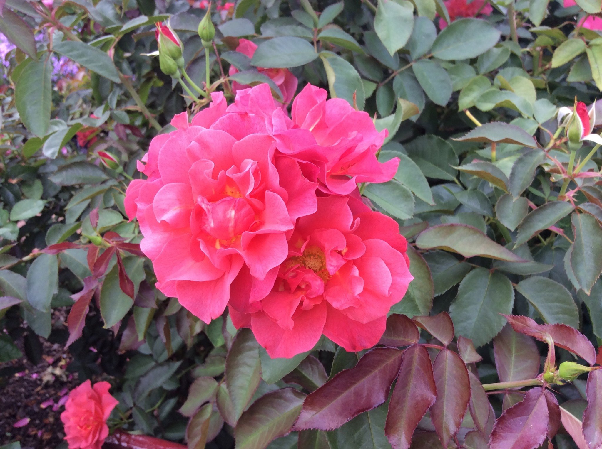 Cinco de Mayo Rose 3 Gallon - Rosa 'Cinco de Mayo'