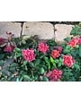 Cinco de Mayo Rose 3 Gallon - Rosa 'Cinco de Mayo'