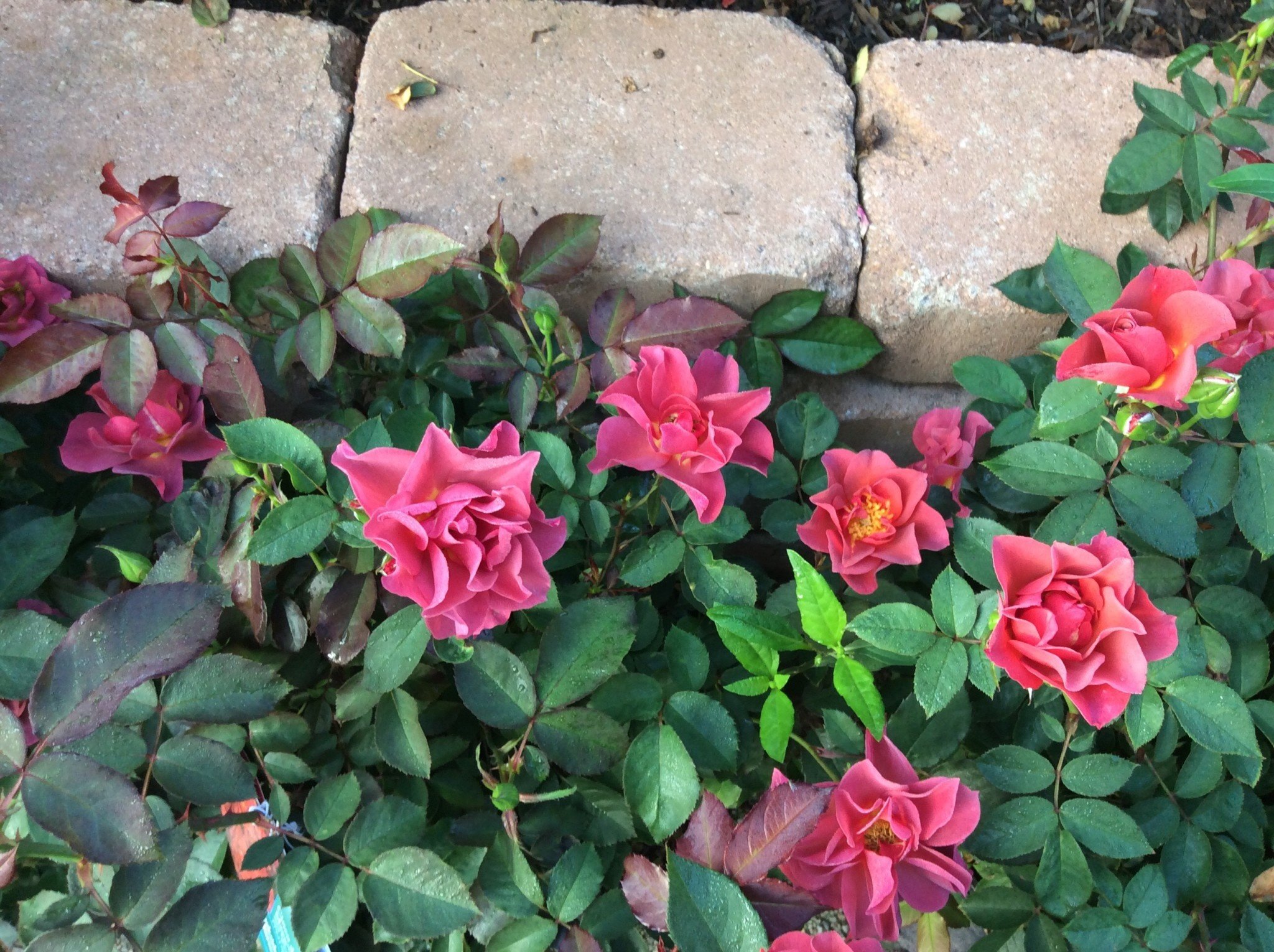 Cinco de Mayo Rose 3 Gallon - Rosa 'Cinco de Mayo'