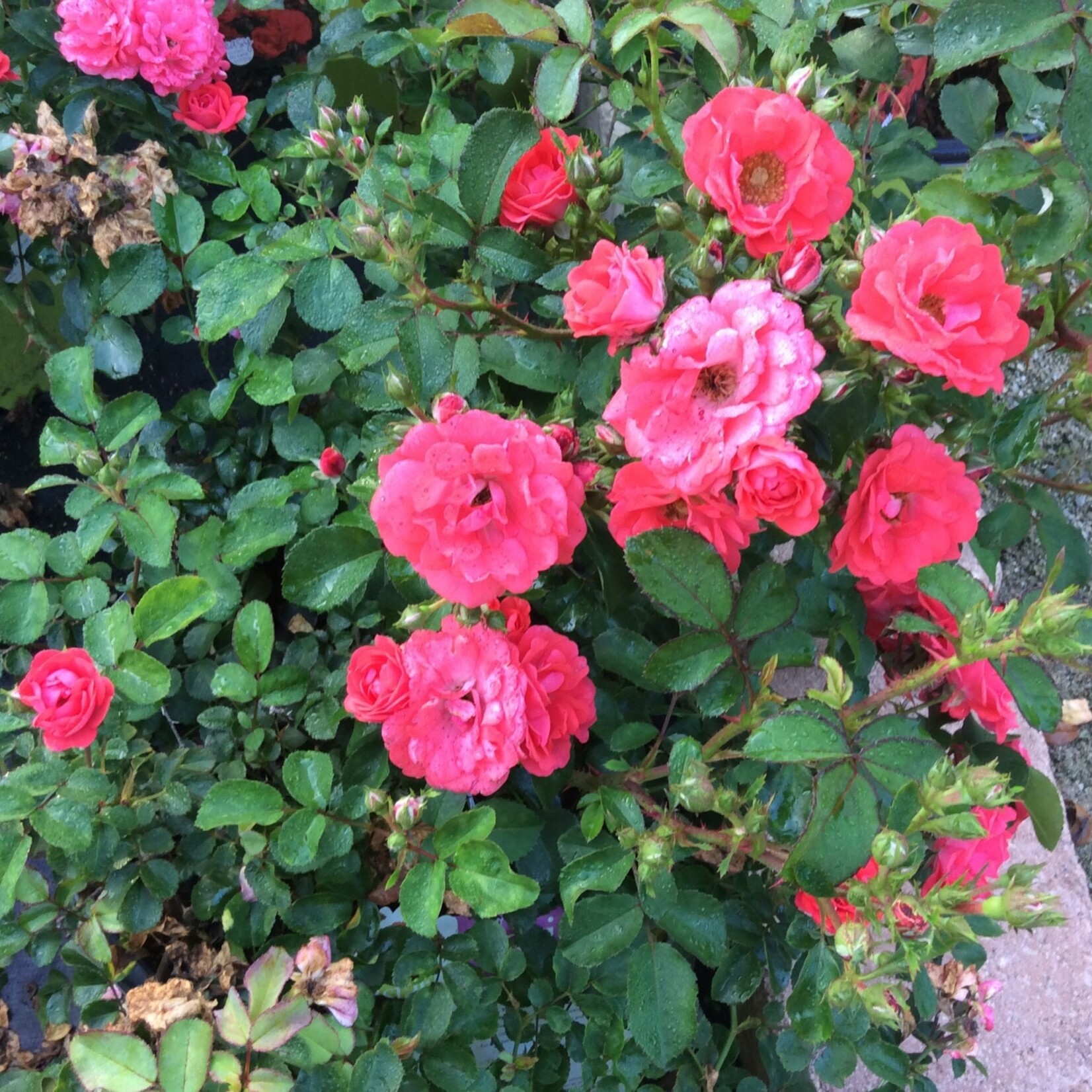 ROSE, 'DRIFT CORAL', 3G