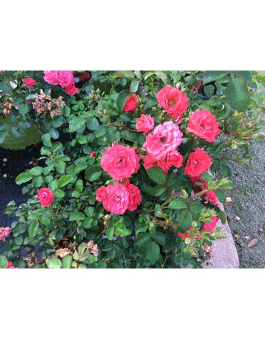 ROSE, 'DRIFT CORAL', 3G