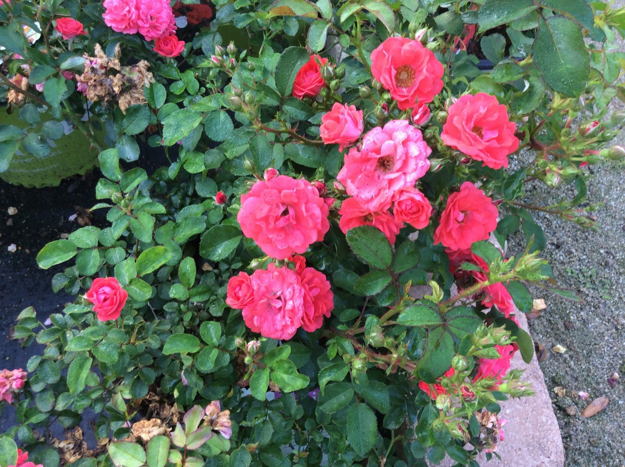 CORAL DRIFT® GROUNDCOVER ROSE BUSH, 3 GALLON