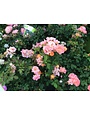 Drift Peach Rose 3 Gallon - Rosa 'Drift Peach'