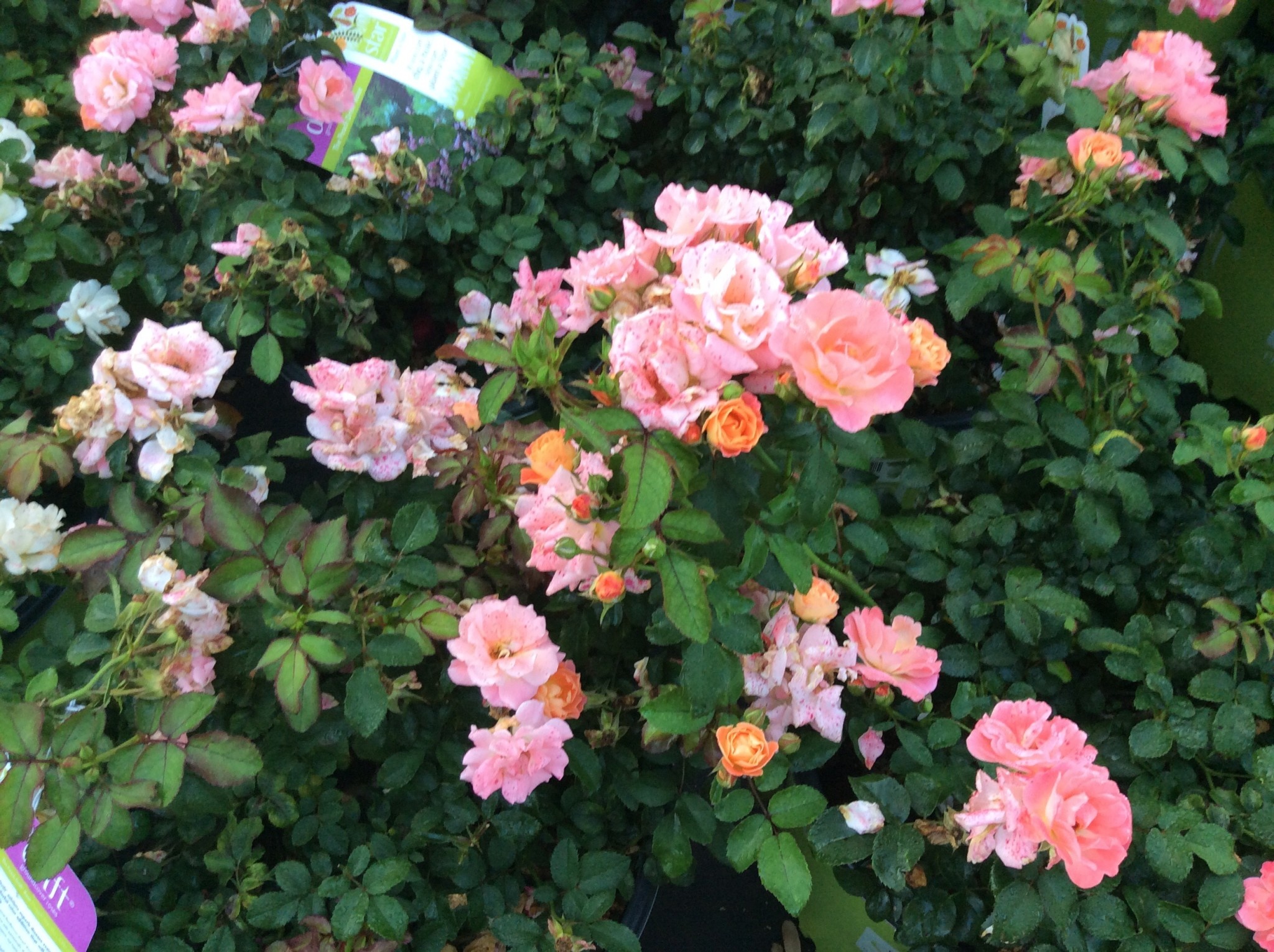 'DRIFT PEACH' ROSE, 3 GALLON