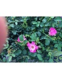 PINK DRIFT® GROUNDCOVER ROSE BUSH, 3 GALLON