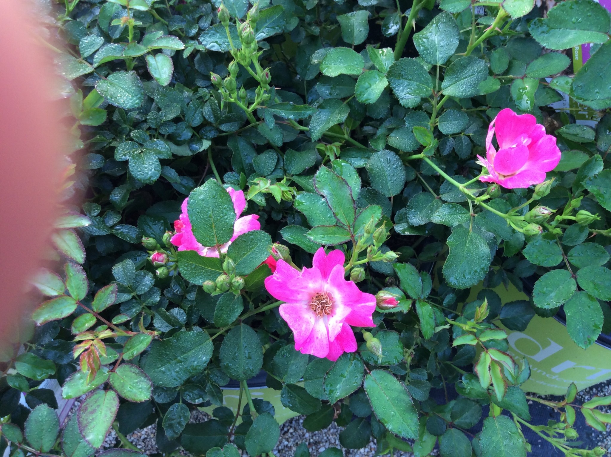 ROSE, 'DRIFT PINK', 3G