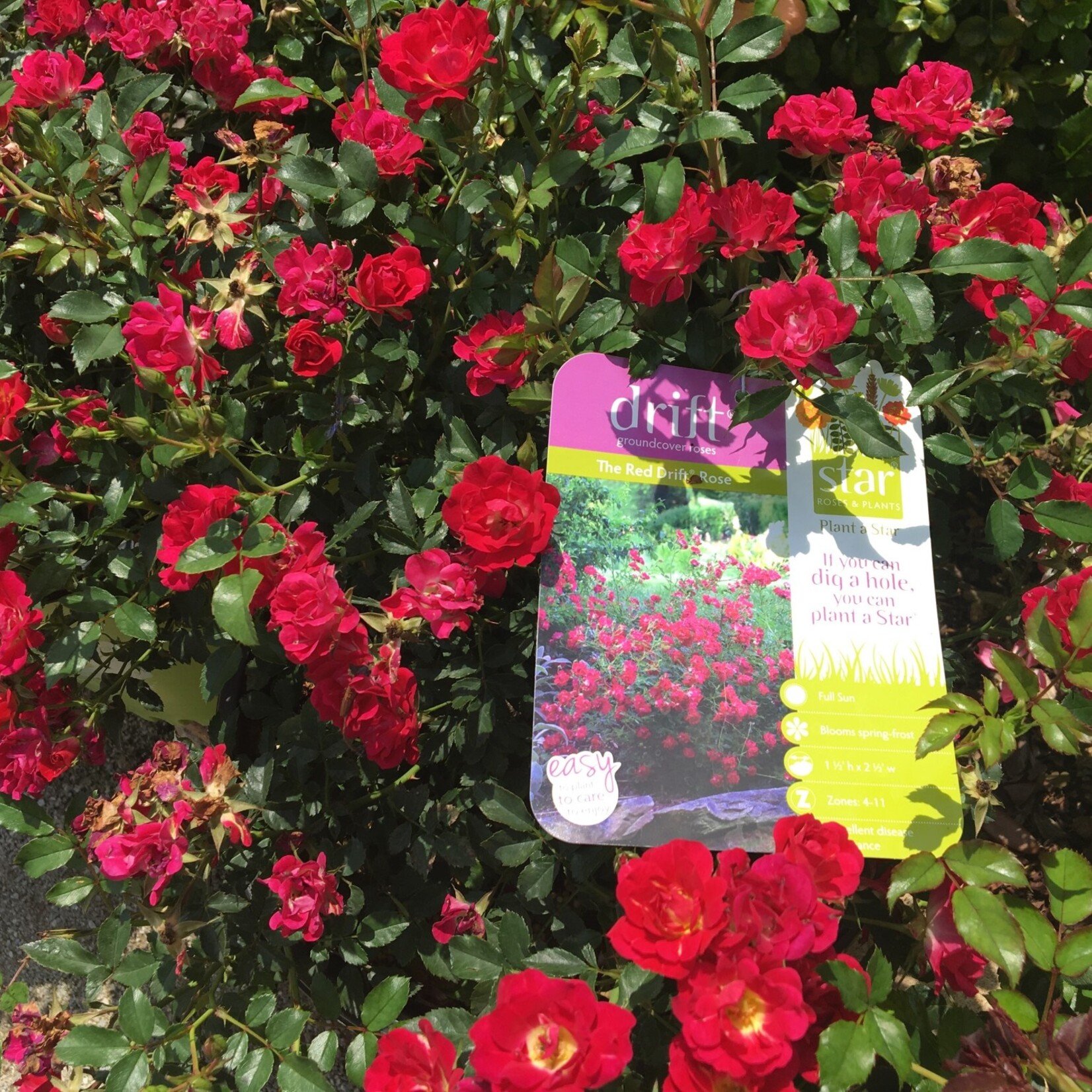 ROSE, 'DRIFT RED', 3G