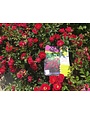 RED DRIFT® GROUNDCOVER ROSE BUSH, 3 GALLON
