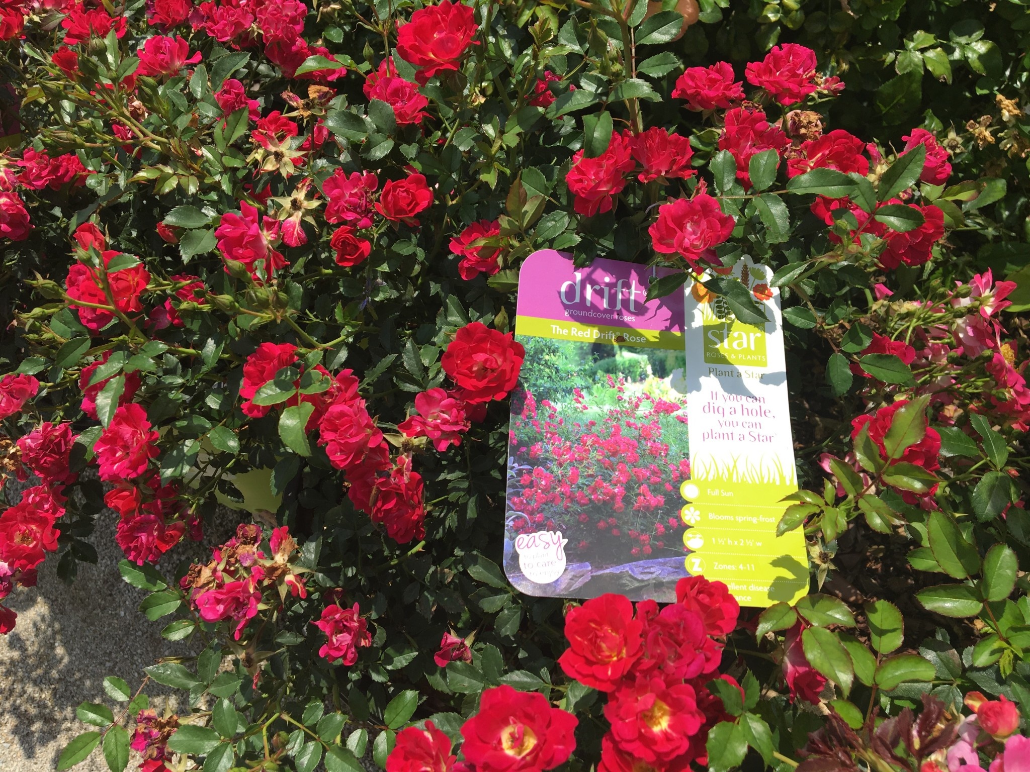 ROSE, 'DRIFT RED', 3G