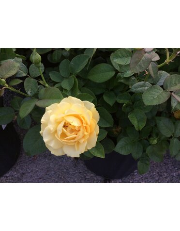 ROSE, 'JULIA CHILD' (YELLOW), 3G