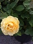 ROSE, 'JULIA CHILD' (YELLOW), 3G