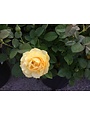 ROSE, 'JULIA CHILD' (YELLOW), 3G