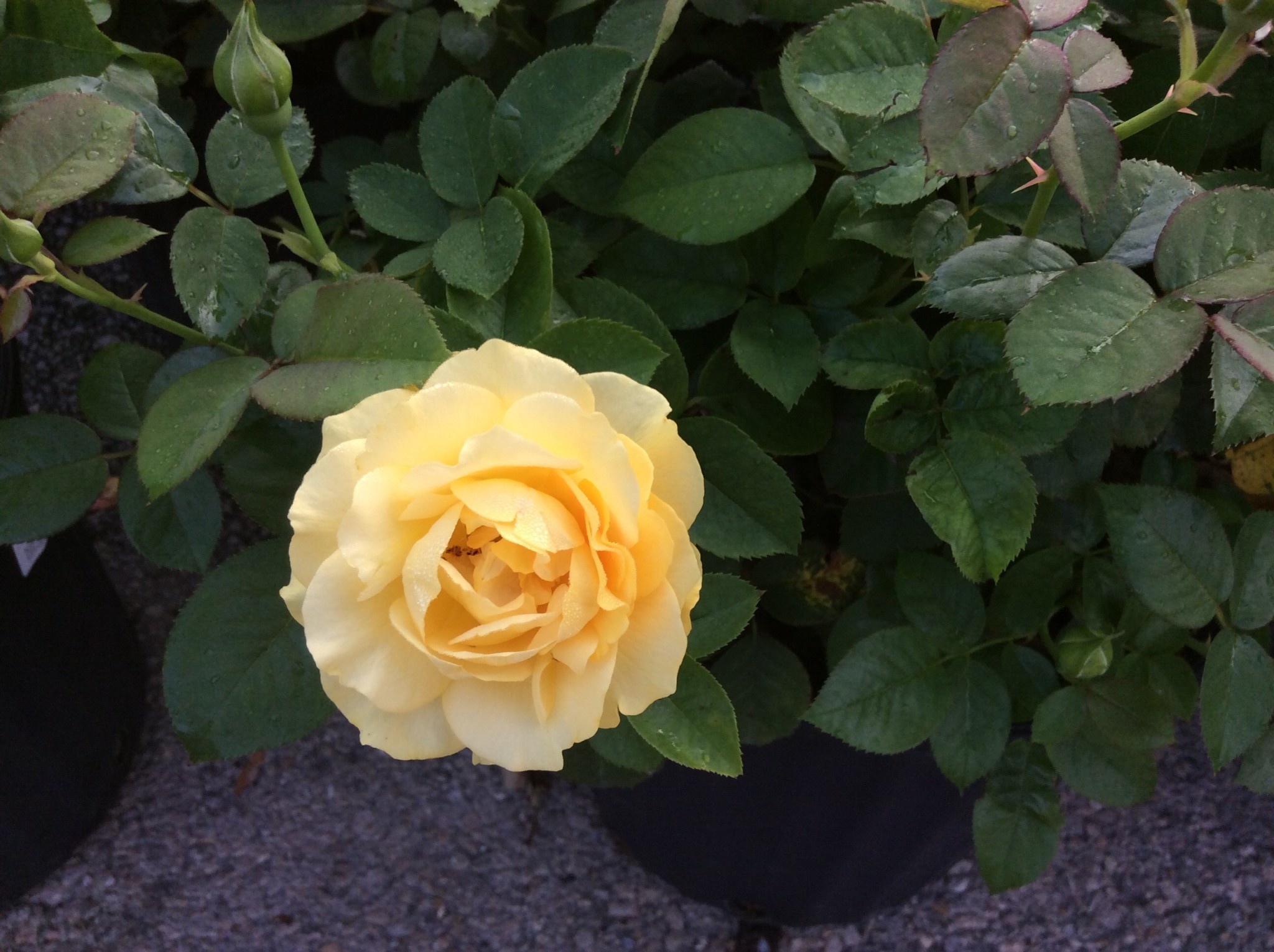 JULIA CHILD™ ROSE BUSH, 3 GALLON