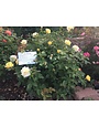 ROSE, 'JULIA CHILD' (YELLOW), 3G