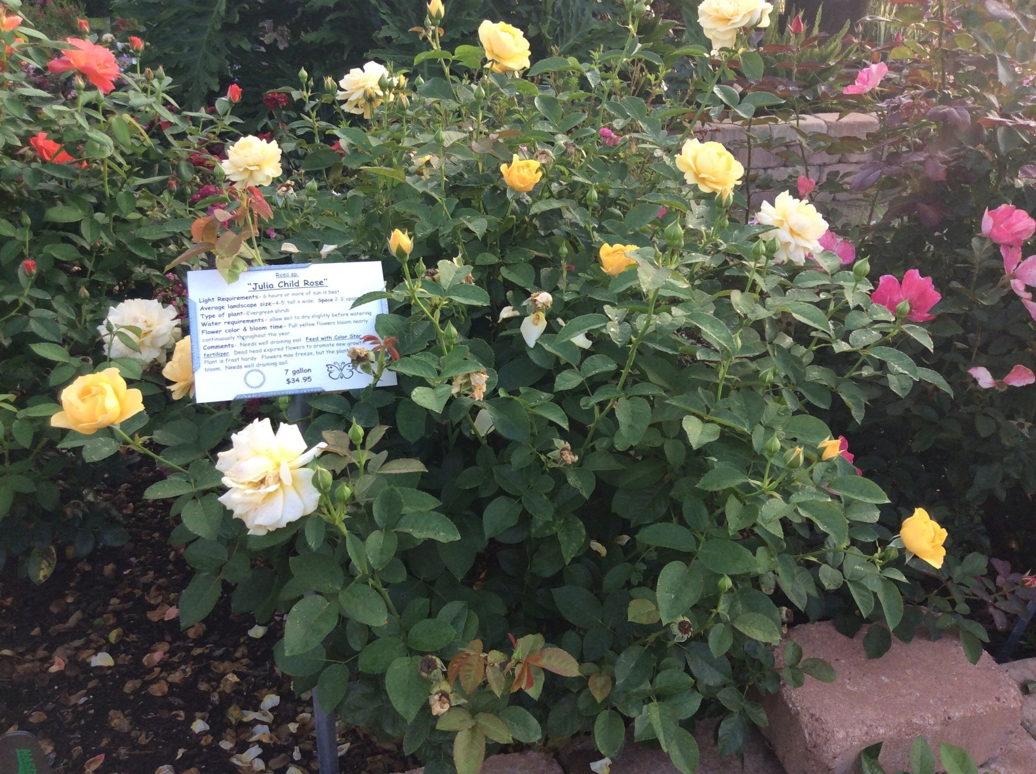 ROSE, 'JULIA CHILD' (YELLOW), 3G