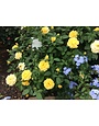ROSE, 'JULIA CHILD' (YELLOW), 3G