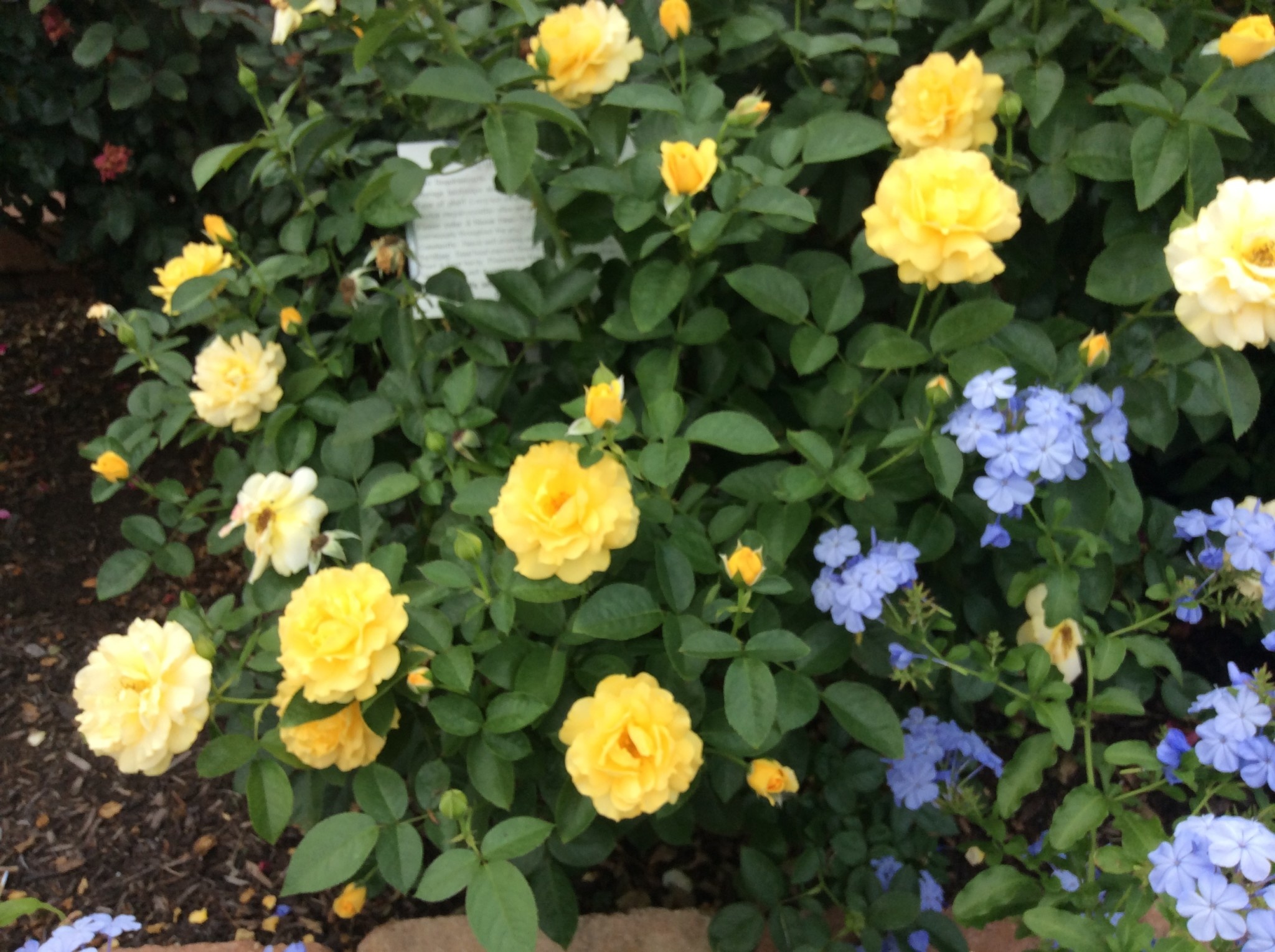 ROSE, 'JULIA CHILD' (YELLOW), 3G
