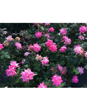Rose 'Knock Out Double Pink' 3G