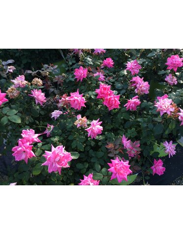Rose 'Knock Out Double Pink' 3G