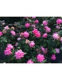 PINK DOUBLE KNOCK OUT® ROSE BUSH, 3 GALLON