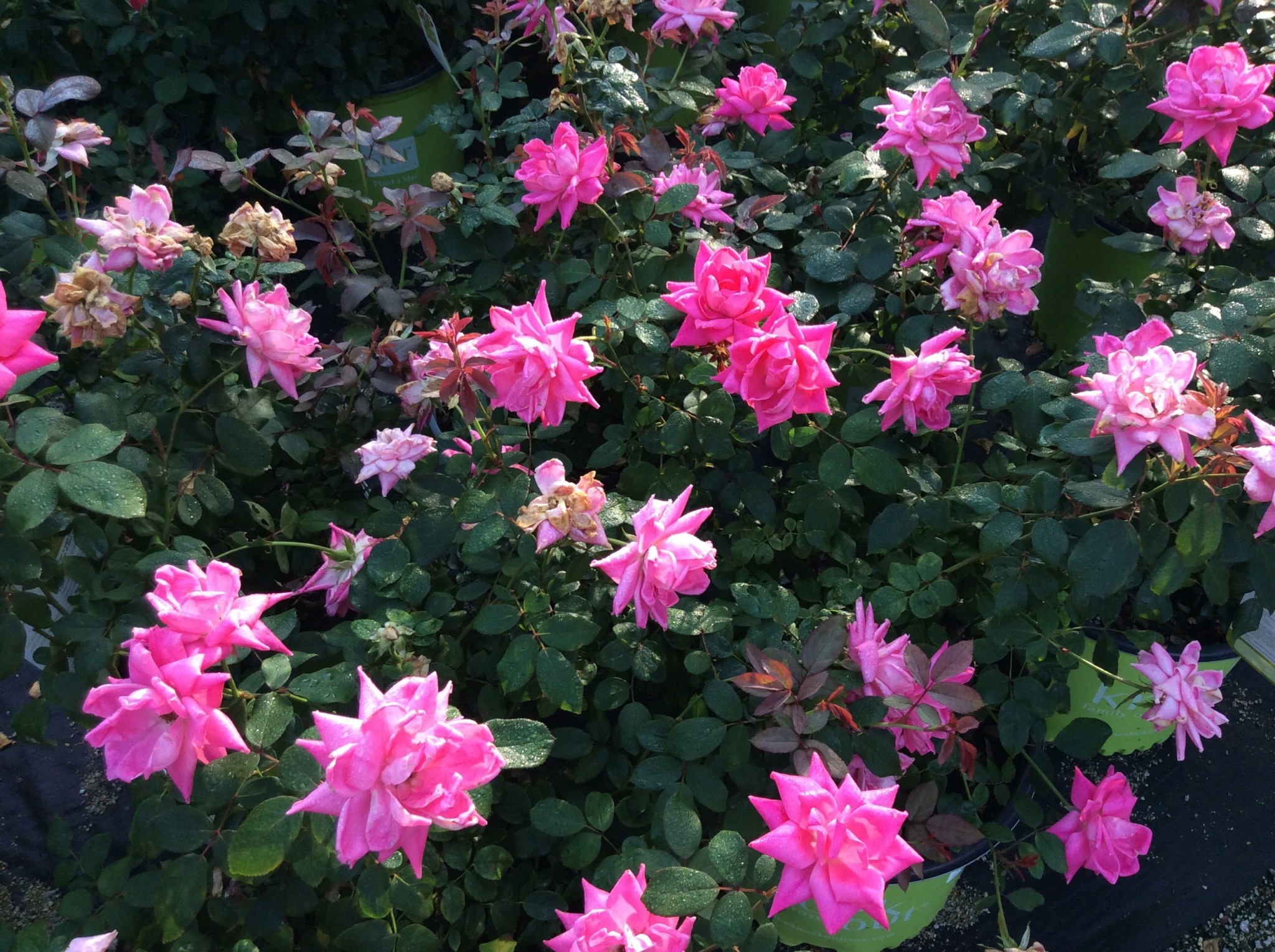 DOUBLE PINK KNOCK OUT ROSE, 3 GALLON