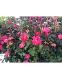 ROSE, 'KNOCK OUT', DOUBLE RED, 3G