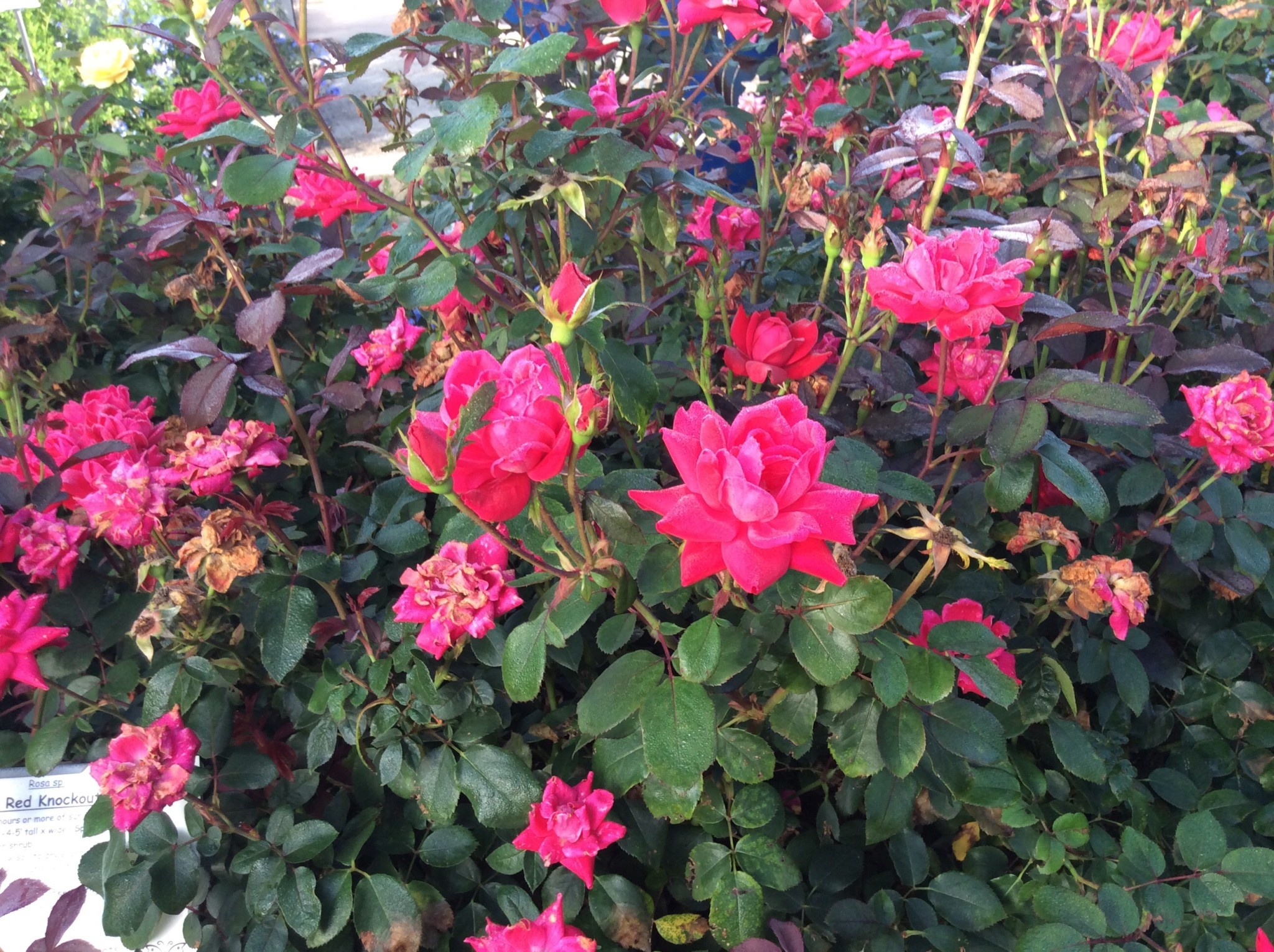 DOUBLE RED KNOCK OUT ROSE, 3 GALLON