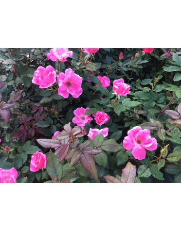 ROSE, 'KNOCK OUT' PINK, 3G