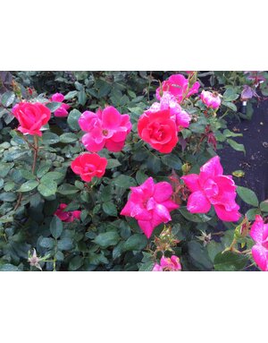 ROSE, 'KNOCK OUT' RED, 3G