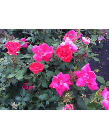 ROSE, 'KNOCK OUT' RED, 3G