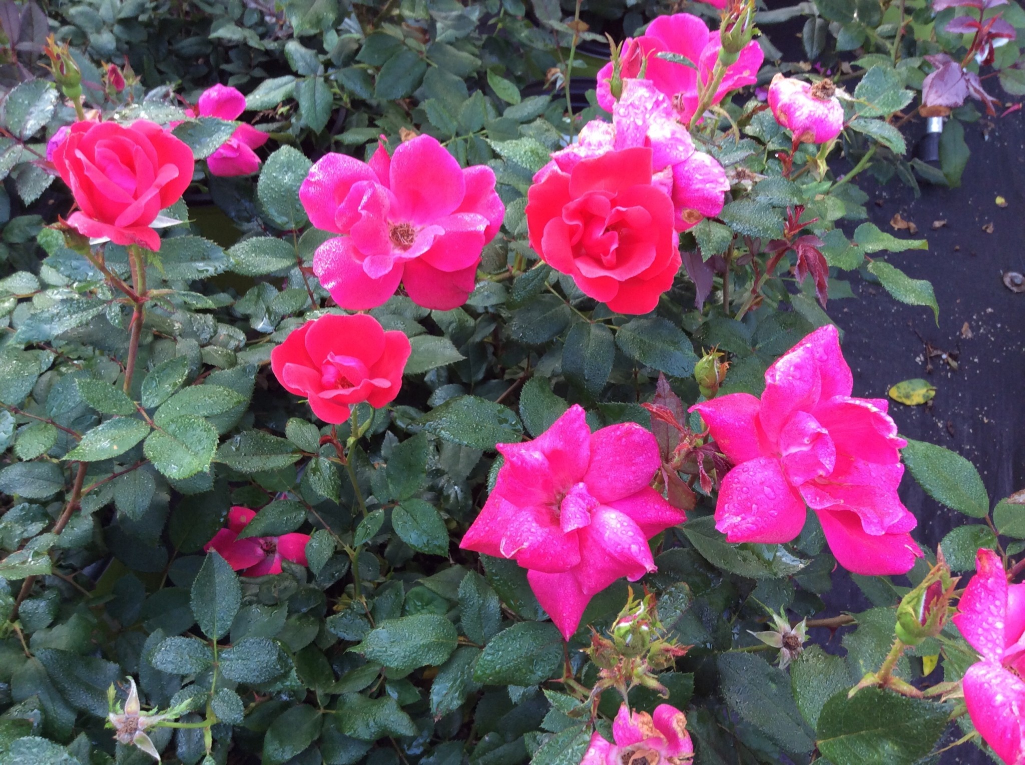 RED KNOCK OUT® ROSE BUSH, 3 GALLON