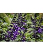 SALVIA, 'AMISTAD PURPLE', 1G