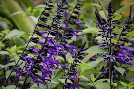 SALVIA, 'AMISTAD PURPLE', 1G