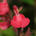 SALVIA, 'GREGGII, 'RED', 1G