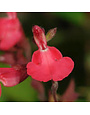 SALVIA, 'GREGGII, 'RED', 1G