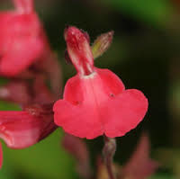 SALVIA, 'GREGGII, 'RED', 1G