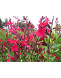 SALVIA, 'GREGGII, 'RED', 1G