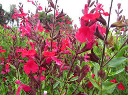 SALVIA, 'GREGGII, 'RED', 1G