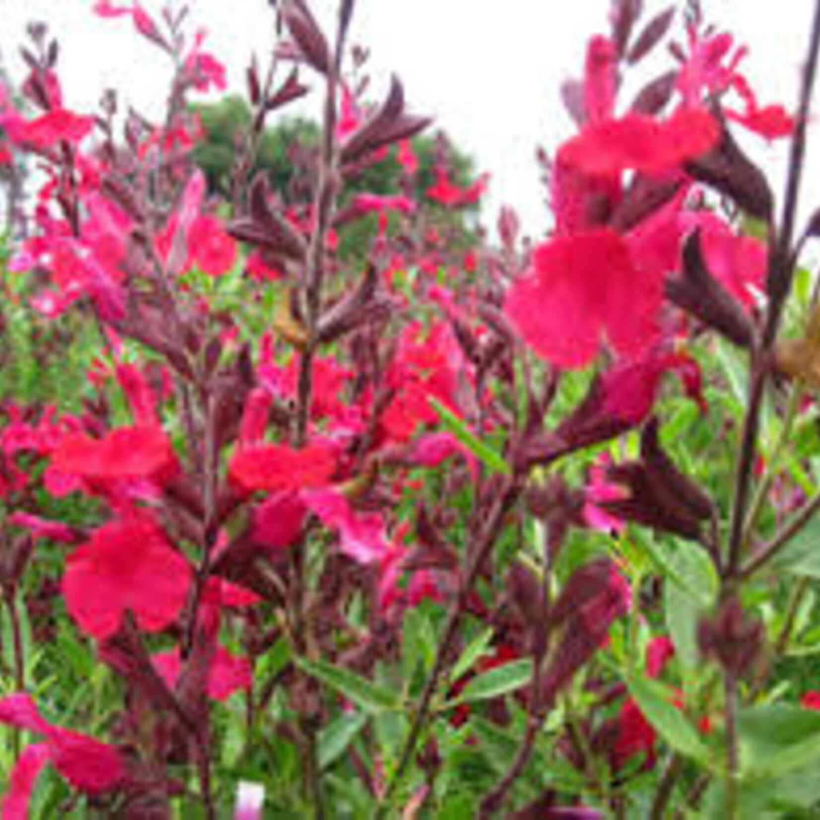 SALVIA, 'GREGGII, 'RED', 1G
