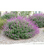 Salvia leucantha 'Mexican Bush Sage' 3 Gallon - Purple Fall Blooming Perennial