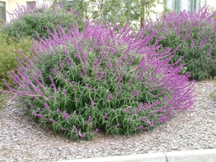Salvia leucantha 'Mexican Bush Sage' 3 Gallon - Purple Fall Blooming Perennial