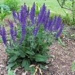 SALVIA, 'MAY NIGHT', 1G