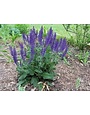 'MAY NIGHT' SALVIA PLANT, 1 GALLON