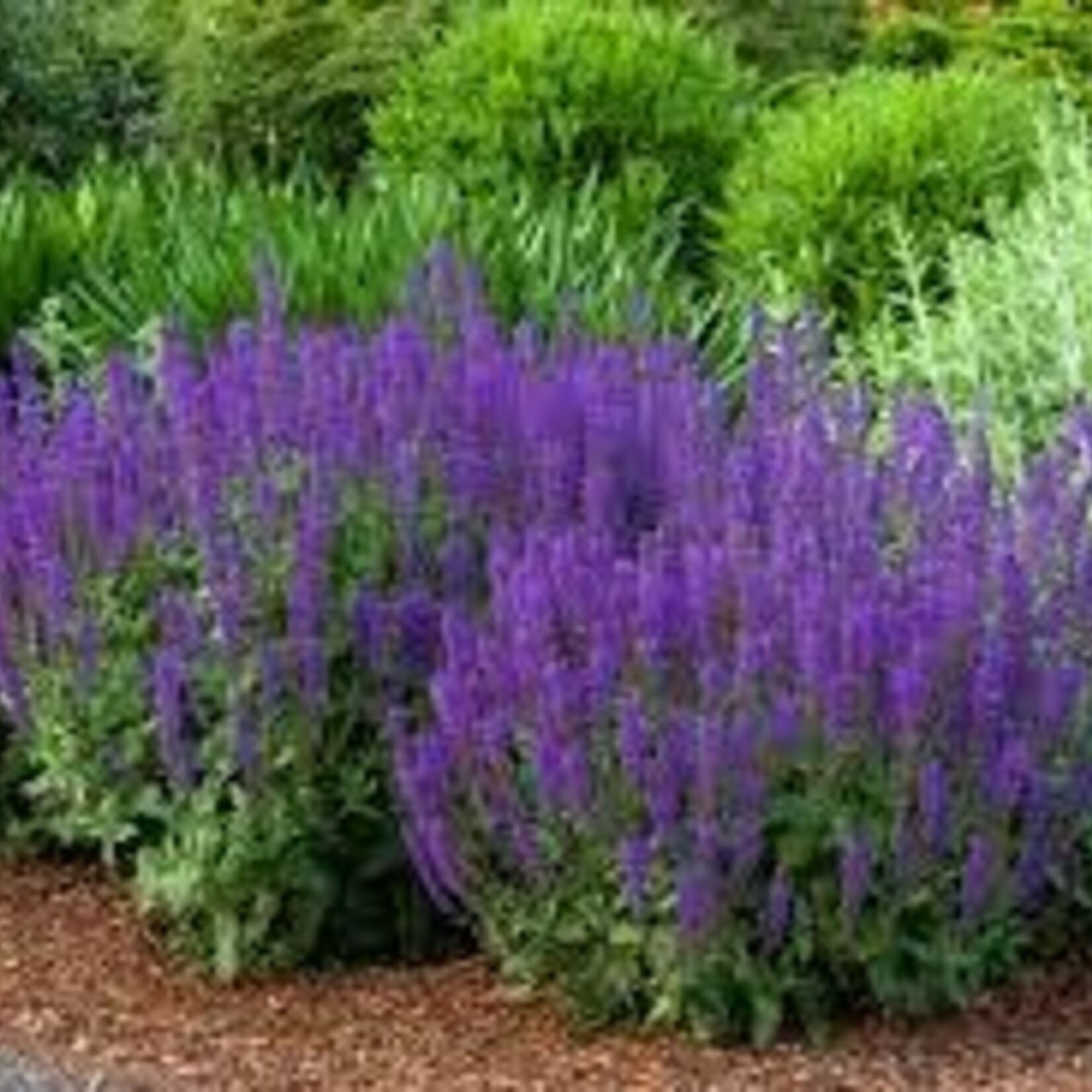 SALVIA, 'MAY NIGHT', 1G