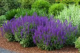 'MAY NIGHT' SALVIA PLANT, 1 GALLON